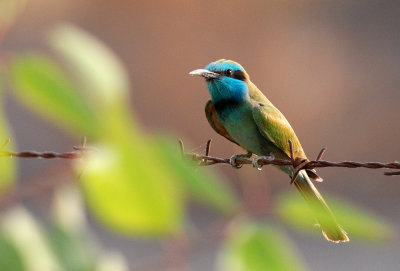 Little Green Bee-eater  (Merops orientalis)