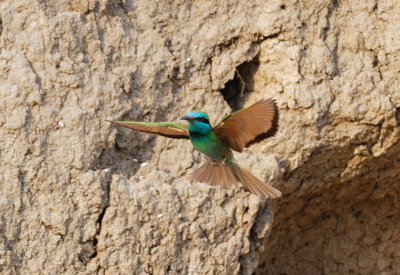 Little Green Bee-eater  (Merops orientalis)