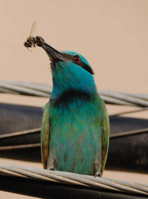 Little Green Bee-eater  (Merops orientalis)