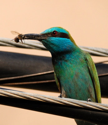 Little Green Bee-eater  (Merops orientalis)