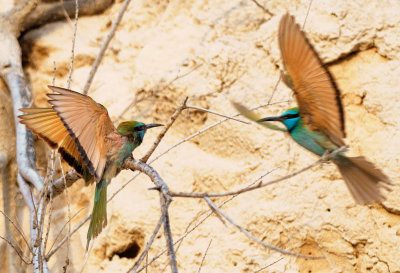 Little Green Bee-eater  (Merops orientalis)