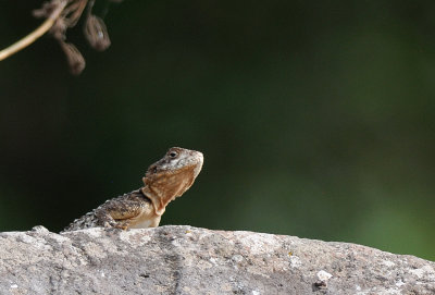 Rock Agama ( Agamo stellio )