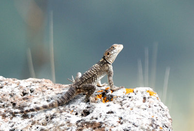 Rock Agama ( Agamo stellio )