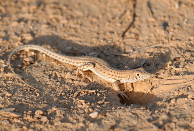 Fringe-toed lizard ( Acanthodactylus boscianus )