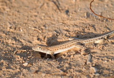 Fringe-toed lizard ( Acanthodactylus boscianus )