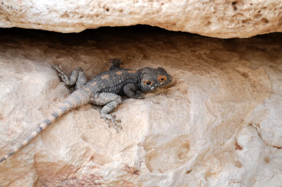 Rock Agama ( Agamo stellio )