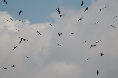 Migrating kites circling above the Jordan Valley