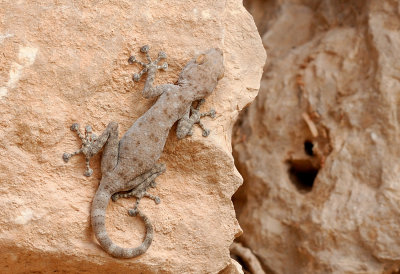 Fan-Fingered Gecko (ptyodactylus guttatus)