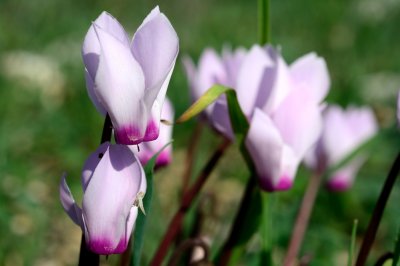 Cyclamen