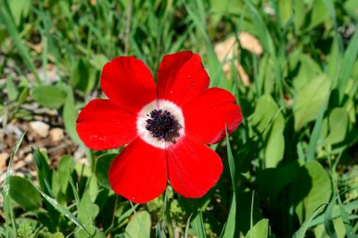 Crown Anemone  (Anemone coronaria)