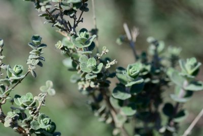 Hyssop  (  Origanum syriacum Lamiaceae  )