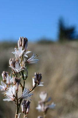  Common Asphodel  ( Asphodelus ramosus )