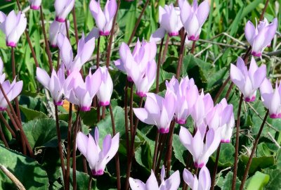 Cyclamen