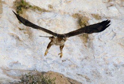 Bonelli's Eagle  ( Hieraaetus fasciatus )