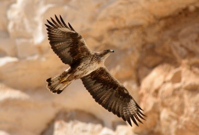 Bonelli's Eagle  ( Hieraaetus fasciatus )