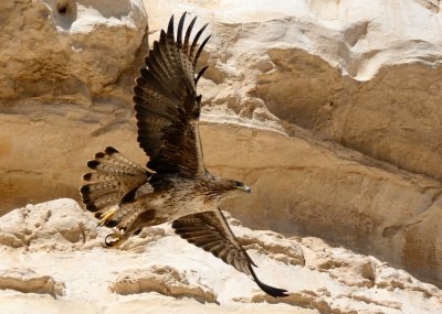 Bonelli's Eagle  ( Hieraaetus fasciatus )