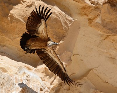 Griffon vulture  (Gyps fulvus )