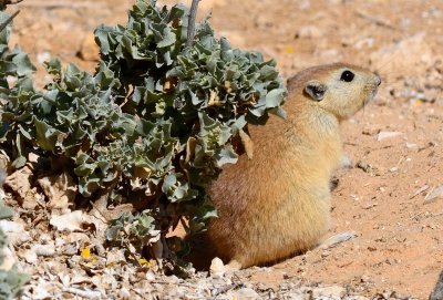 Fat Sand Rat ( Psammomys obesus )