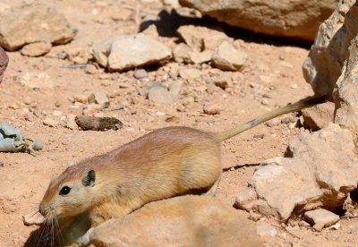 Fat Sand Rat ( Psammomys obesus )