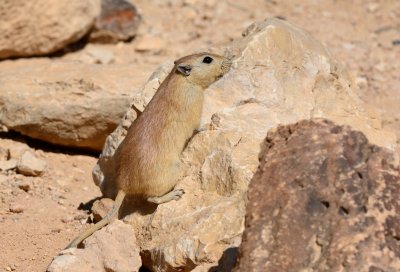 Fat Sand Rat ( Psammomys obesus )