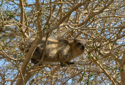 Rock Hyrax (Procavia capensis)
