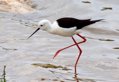 Black-winged Stilt  ( Himantopus Himantopus )