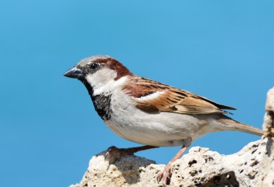 House Sparrow  ( Passer Domesticus )