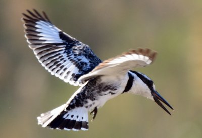 Pied Kingfisher ( Ceryle rudis )