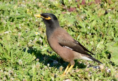 Common Myna, ( Acridotheres tristis )