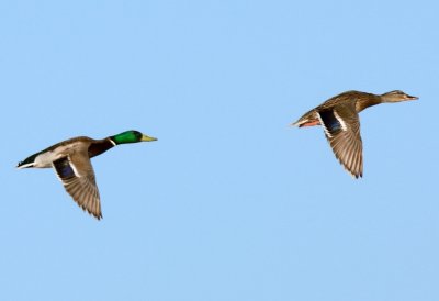 Mallard ( Anas platyrhynchos )