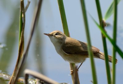 Olivaceous warbler (Hippolais pallida )