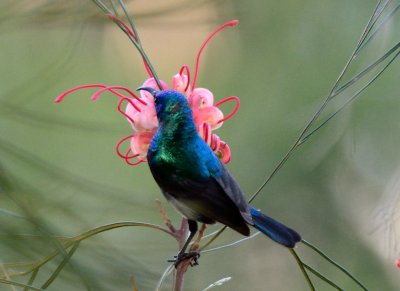 Palestine sunbird male ( Nectarina osea )