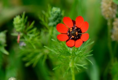 Small-fruit Pheasant's-eye or Red Chamomile (Adonis microcarpa )