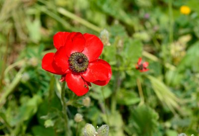 Persian Buttercup  (Ranunculus Asiaticus )