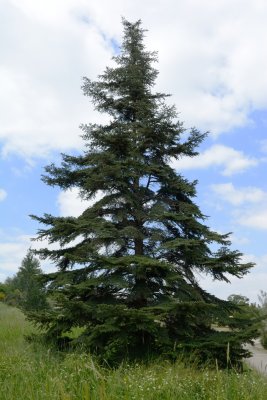 Cedar  ( Cedrus )