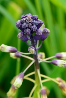 Purple Grape Hyacinth  ( Leopoldia Comosa )