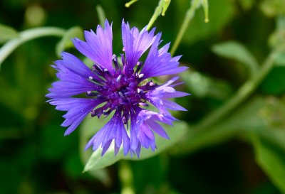 Cornflower, Bachelor's button, Bluebottle, Boutonniere flower, Hurtsickle (Centaurea cyanus)