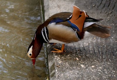Mandarin Duck ( Aix Galericulata )
