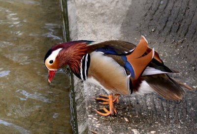 Mandarin Duck ( Aix Galericulata )