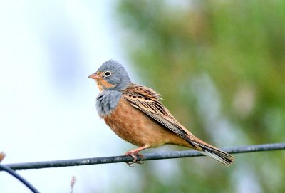 Cretzschmar's bunting  ( Emberiza caesia )