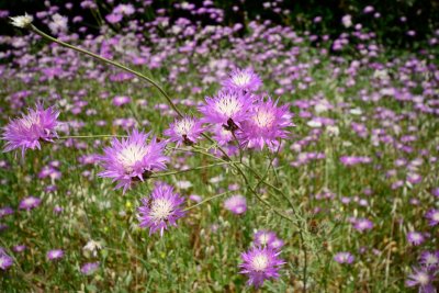 Blush Centaury Thistle  ( Centaurea crocodylium )