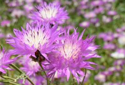 Blush Centaury Thistle  ( Centaurea crocodylium )