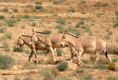 Syrian wild ass- Onager ( Equus hemionus hemippus )