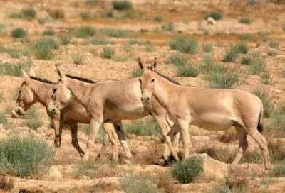 Syrian wild ass- Onager ( Equus hemionus hemippus )