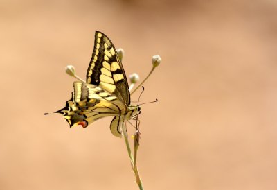 Swallowtail ( Papilio machaon syriacus )