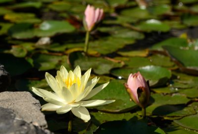 Water Lily  (Nymphaeacea)