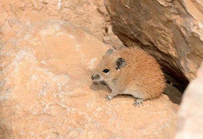 Golden Spiny Mouse