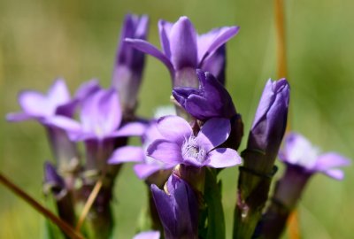 Flowers in the Kazbeki moutains 1