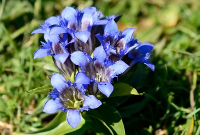 Flowers in the Kazbeki moutains 2