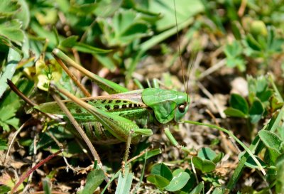 Georgian Grasshopper